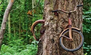 Vashon Island Bike in the tree