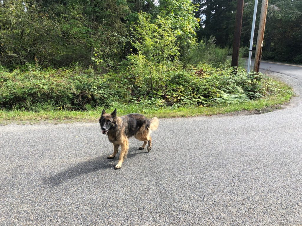 Lost dog on Vashon Island